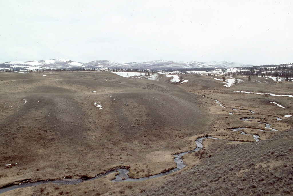 A view of riparian vegetation along a portion of Yellowstone's Blacktail Deer Creek in May 1991. Suppressed heights of willows and alders along the valley illustrate the effects of decades of intensive elk herbivory that occurred following the loss of wolves. Streambank erosion is also occurring along the outside of each meander bend. Credit: D. Garfield