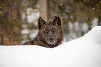 A wolf is seen in Yellowstone National Park, Wyoming. Credit: Jim Peaco/National Park Service