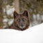 A wolf is seen in Yellowstone National Park, Wyoming. Credit: Jim Peaco/National Park Service