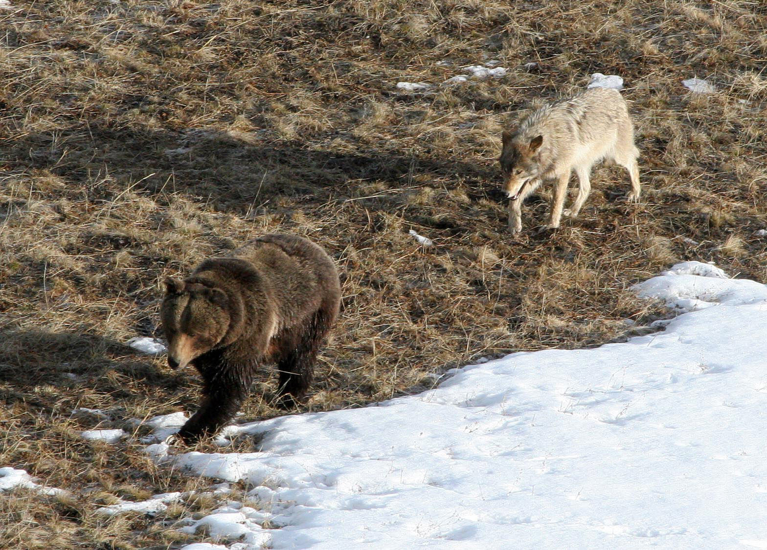 A wolf from the Leopold Pack follows a grizzly bear. Credit: Doug Smith/NPS