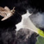 This photo illustration depicts a tobacco hawkmoth navigating to a flower amid air fouled by vehicle exhaust emissions. Credit: Floris Van Breugel/University of Washington