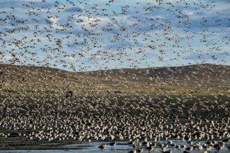 Bahía Lomas is known for its dense concentrations of migratory shorebirds from October to March. Credit: Antonio Larrea