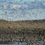 Bahía Lomas is known for its dense concentrations of migratory shorebirds from October to March. Credit: Antonio Larrea