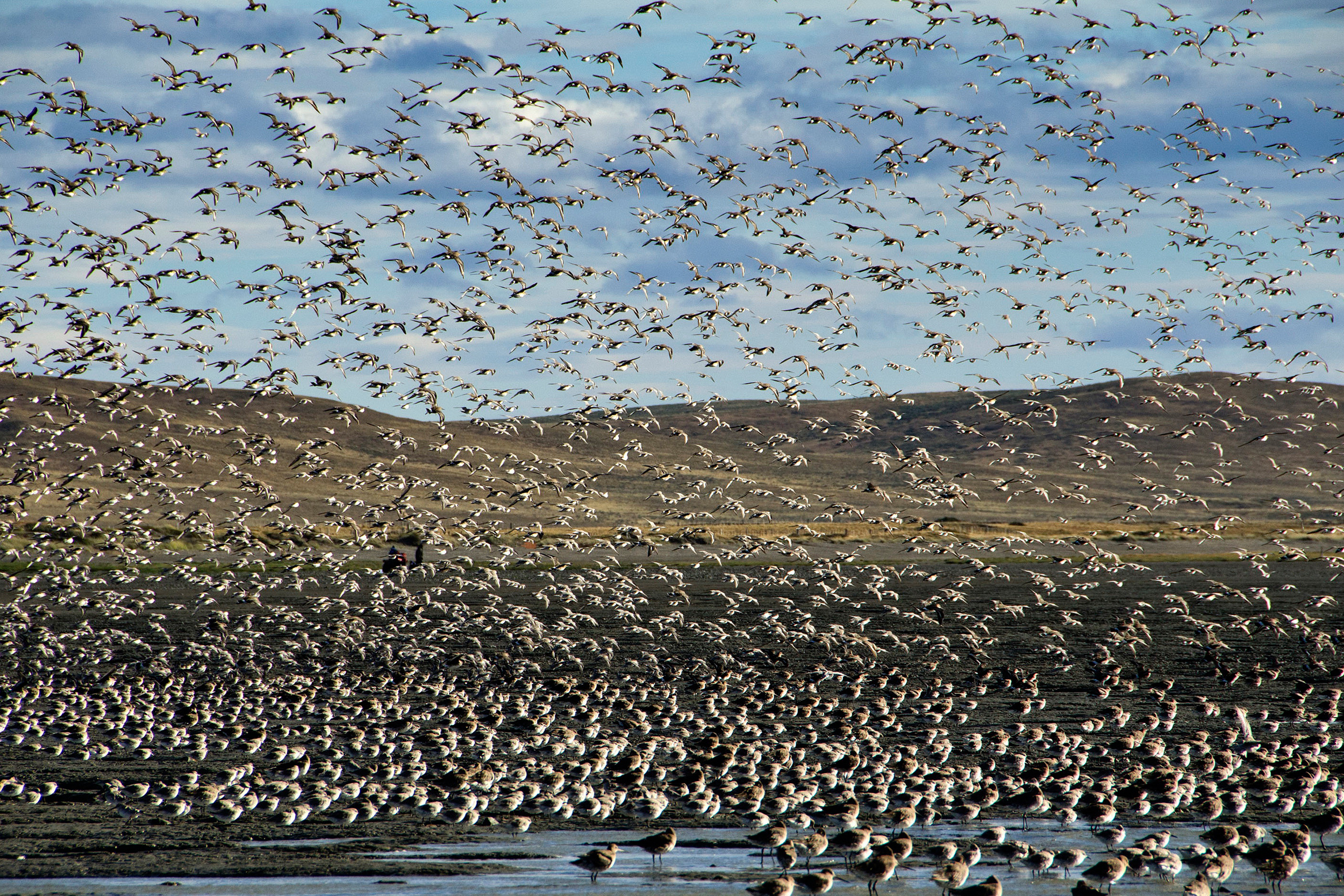 Bahía Lomas is known for its dense concentrations of migratory shorebirds from October to March. Credit: Antonio Larrea