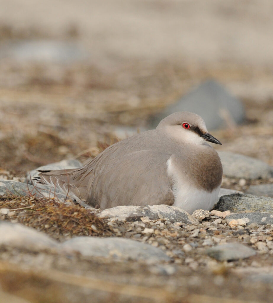 The Magellanic plover is endemic to South America, of which only about 500 individuals are thought to remain. Credit: Ricardo Matus