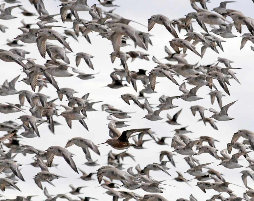 A flock of Red Knots and Hudsonian godwits is seen in Bahía Lomas. Credit: Ricardo Matus