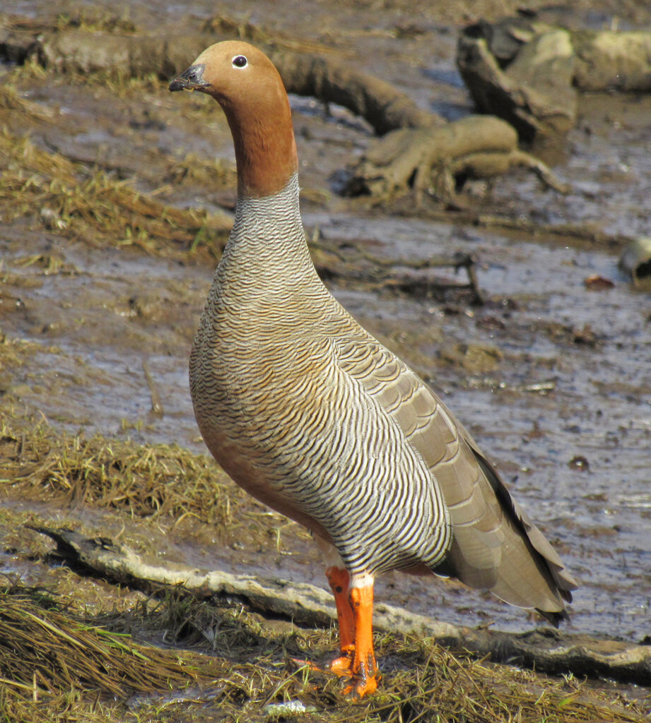 The ruddy-headed goose is found in Argentina, Chile and the Falkland Islands. It's mainland population is on the brink of extinction. Credit: Ricardo Matus