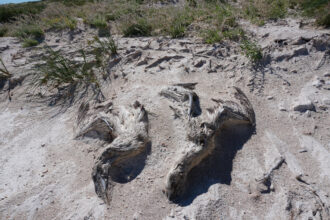 Two Masked Boobies that died along the beach of Bedout Island are seen in July 2023, three months after Cyclone Ilsa. Credit: Andrew Fidler/Adrift Lab