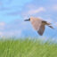 A black-crowned night hero is seen in the New Jersey Meadowlands. Credit: Courtesy of Teresa Doss