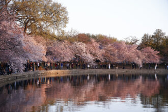 Cherry blossoms from Washington, D.C. to Japan have been blooming earlier as temperatures warm. Credit: Paul Morigi/Getty Images