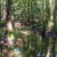 A wetland in the Croatan National Forest in eastern North Carolina. Wetlands help offset the damaging effects of climate change. Credit: Lisa Sorg/Inside Climate News