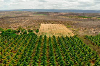 A field of coconut trees cling to life as desertification advances around them in Icó-Mandantes, Brazil. Credit: Arnaldo Sete/MZ Conteúdo.