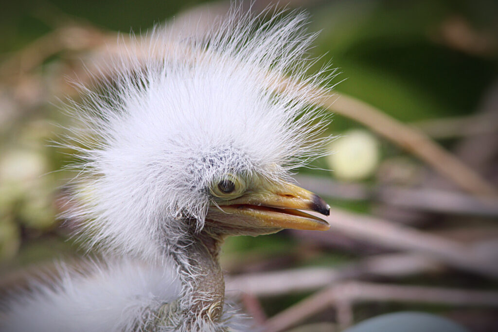 Snowy egrets often nest in shrubs closer to the ground, making them more vulnerable to predators like raccoons. Credit: Courtesy of NYC Bird Alliance