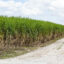 In Clewiston, Florida, a sugar cane field in the Everglades Agricultural Area. Credit: Jeffrey Greenberg/Education Images/Universal Images Group via Getty Images