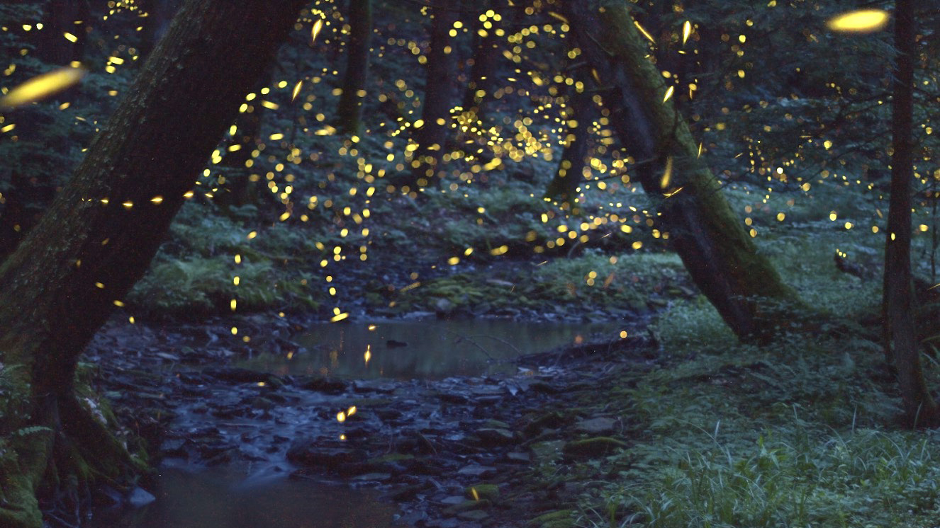 Fireflies at Fossil Creek in Pennsylvania’s Allegheny National Forest in 2020. Credit: Peggy Butler