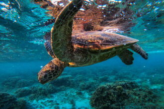 In the case of Great Barrier Reef green turtles, rising temperatures have been linked to changing sex-determination, with an increasing number of new hatchlings born female. Credit: Jonas Gratzer/LightRocket via Getty Images