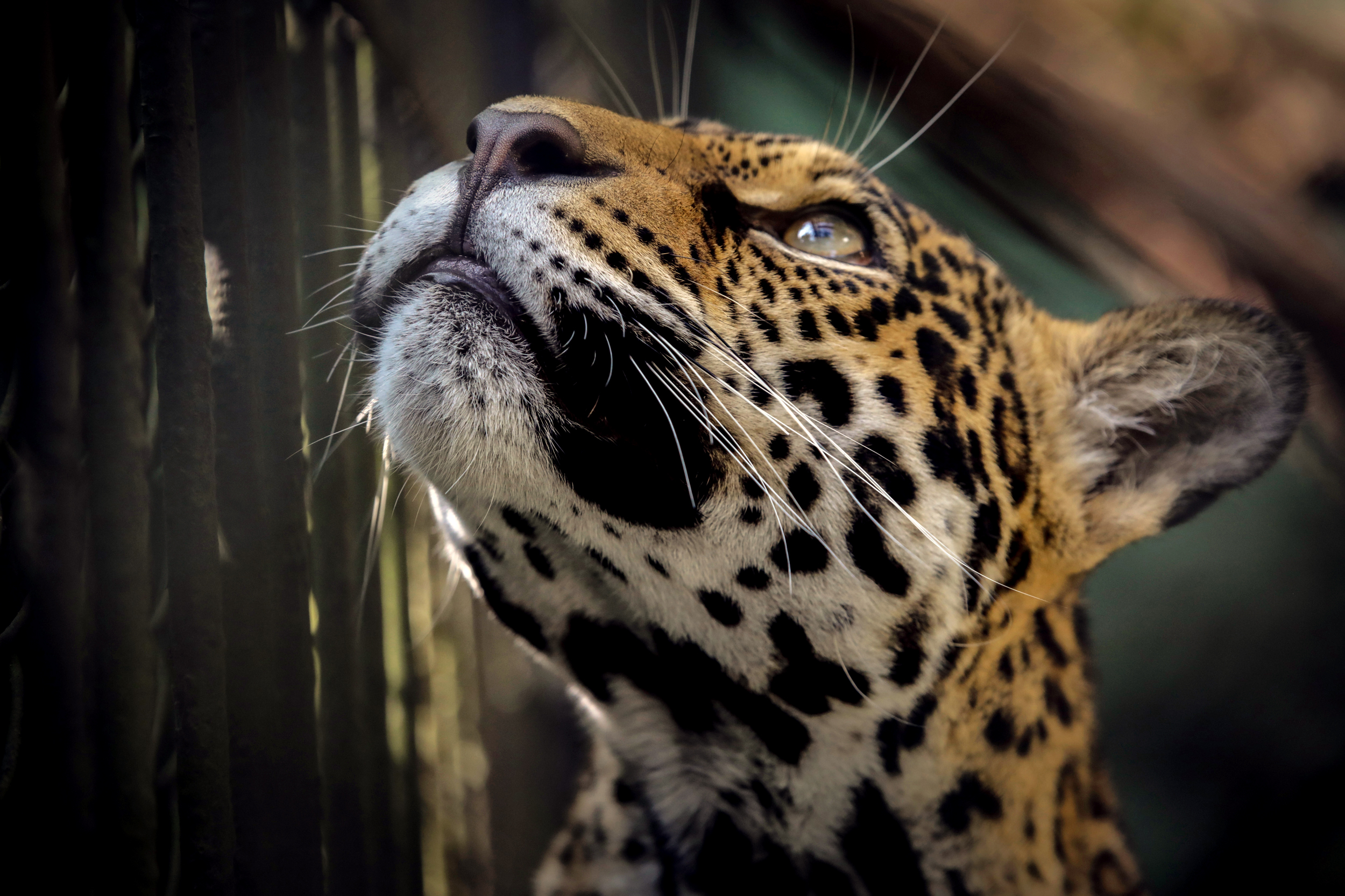 A jaguar rescued from animal trafficking is seen at the Santa Cruz Foundation in Cundinamarca, Colombia. Credit: Juancho Torres/Anadolu Agency via Getty Images