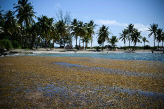 A view of a toxic algae bloom on the shores of Guadeloupe. Credit: Loic Venance/AFP via Getty Images