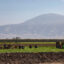 Farmworkers work in a field near Bakersfield, Calif. Credit: Citizen of the Planet/UCG/Universal Images Group via Getty Images