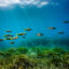 A school of fish is seen off the coast of southeastern France. Global warming is driving a dramatic shift of species in the Mediterranean and could lead to mass extinctions in the worst-case outcome. Credit: Alessandro Rota/Getty Images