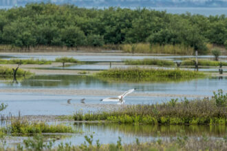 An American white ibis lands on marshy wetlands of the South Padre Island Birding Center in Texas. Credit: Jon G. Fuller/VW Pics/ Universal Images Group via Getty Images