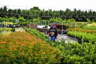 A woman works on a farm as it rains with high humidity during a heatwave in Homestead, Fla. on July 15, 2023. Credit: Chandan Khanna/AFP via Getty Images