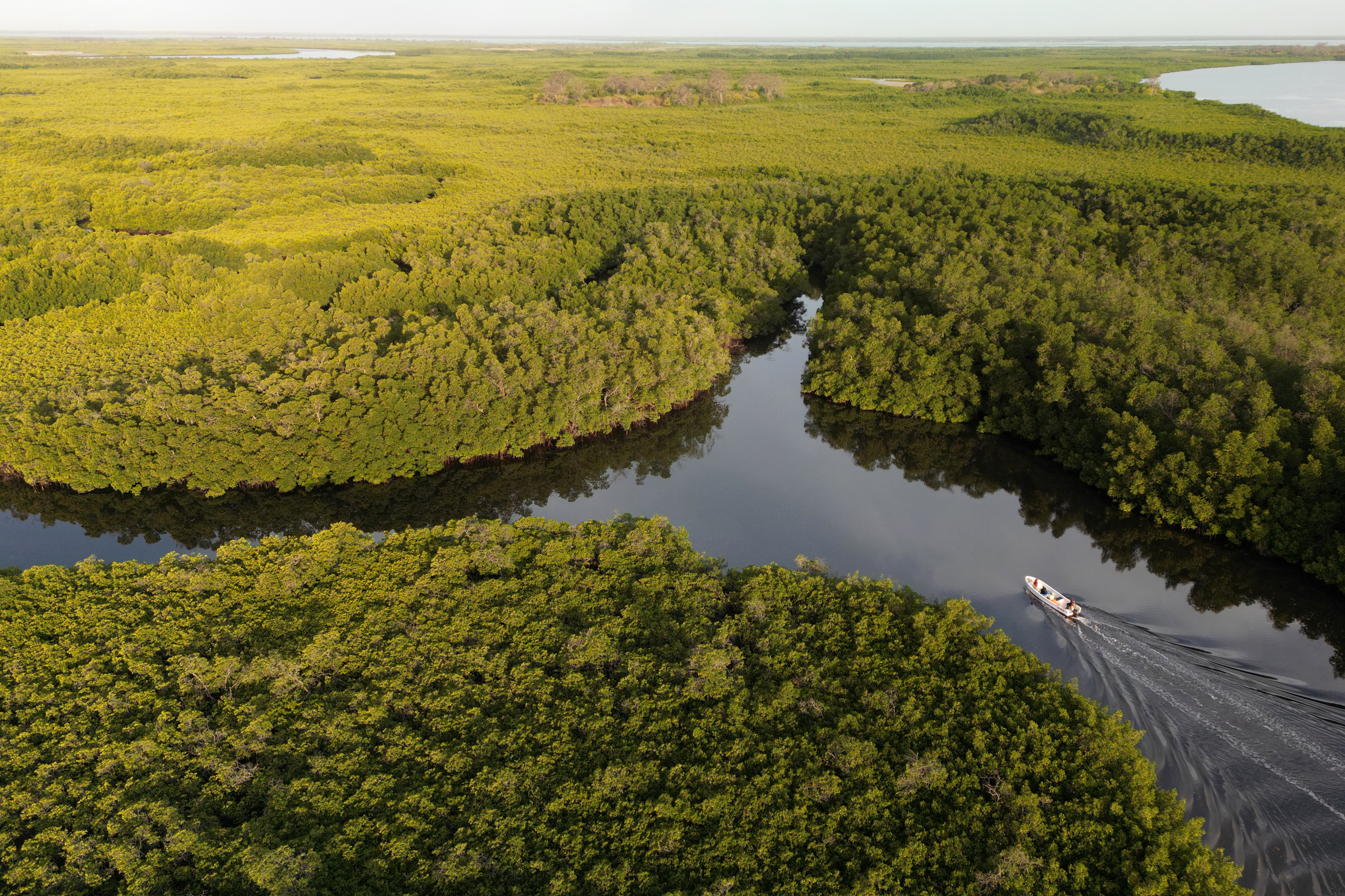 An aerial view of a mangrove forest near the Saloum Delta in Senegal. Credit: Cem Ozdel/Anadolu via Getty Images