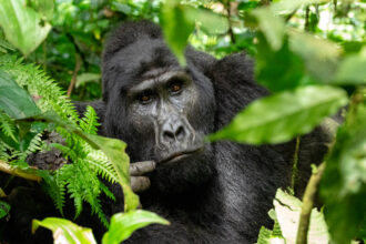 A family of mountain gorillas lives under protection at Bwindi Impenetrable National Park, a UNESCO World Heritage site in Uganda. Credit: Mehmet Emin Yogurtcuoglu/Anadolu via Getty Images