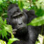 A family of mountain gorillas lives under protection at Bwindi Impenetrable National Park, a UNESCO World Heritage site in Uganda. Credit: Mehmet Emin Yogurtcuoglu/Anadolu via Getty Images