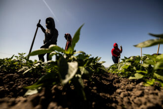 Farmworkers wear protective clothing while working in a bell pepper field through a heat wave on July 3 in Camarillo, California. Credit: Etienne Laurent/AFP via Getty Images