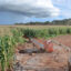 Groundwater-fed irrigation of maize in Kabwe, Zambia. Credit: Mark Hughes