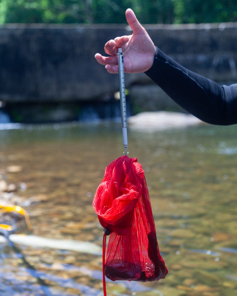 After catching an Eastern Hellbender, rescuers temporarily place it in a mesh bag so it can be weighed.