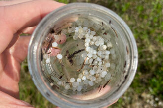 A collection of plastic pellets known as nurdles that washed up on a beach in Charleston, South Carolina. Credit: Andrew Wunderley/Charleston Waterkeeper