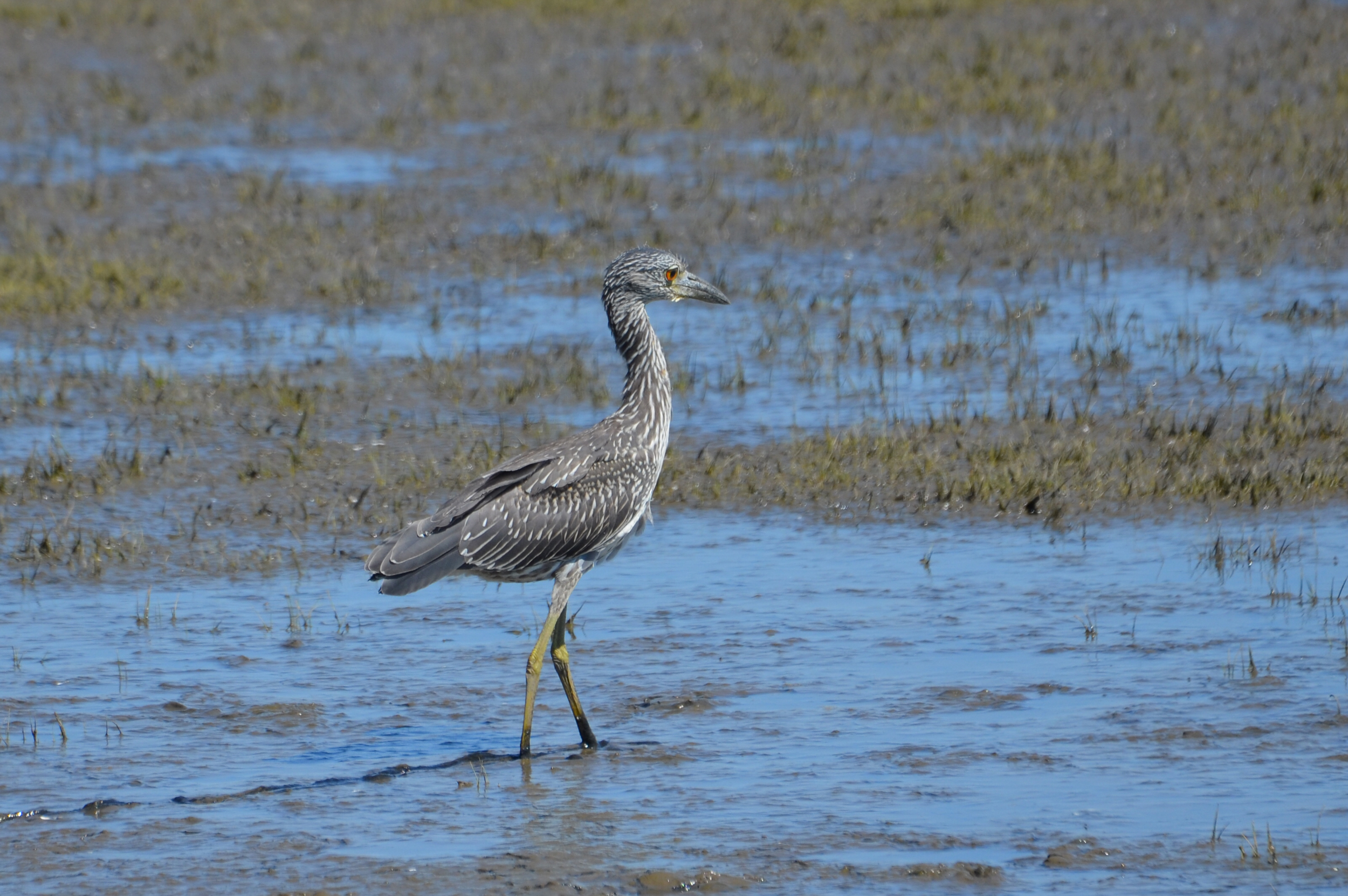 A juvenile yellow-crowned night heron is seen in the New Jersey Meadowlands. Credit: Courtesy of Mike Turso