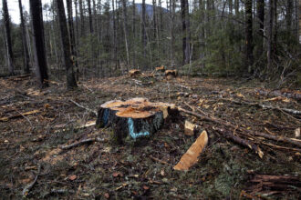 A recently logged patch of woods on the edge of the White Mountain National Forest in Chatham, New Hampshire. Credit: Andrew Lichtenstein/Corbis via Getty Images