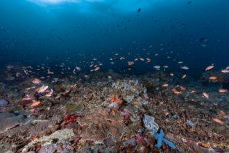 A vibrant reef seascape is seen in Indonesia's Lombok Strait, a marine protected area. Credit: Bing Lin/Inside Climate News