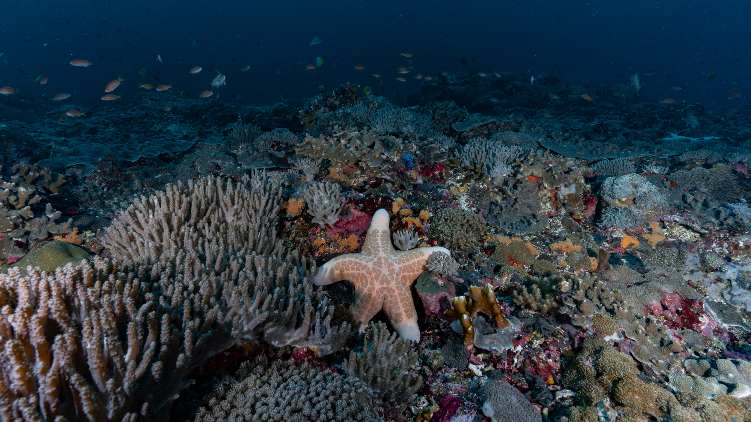 A granulated sea star is flanked by coral biodiversity in a marine protected area near Bali, Indonesia. Credit: Bing Lin/Inside Climate News