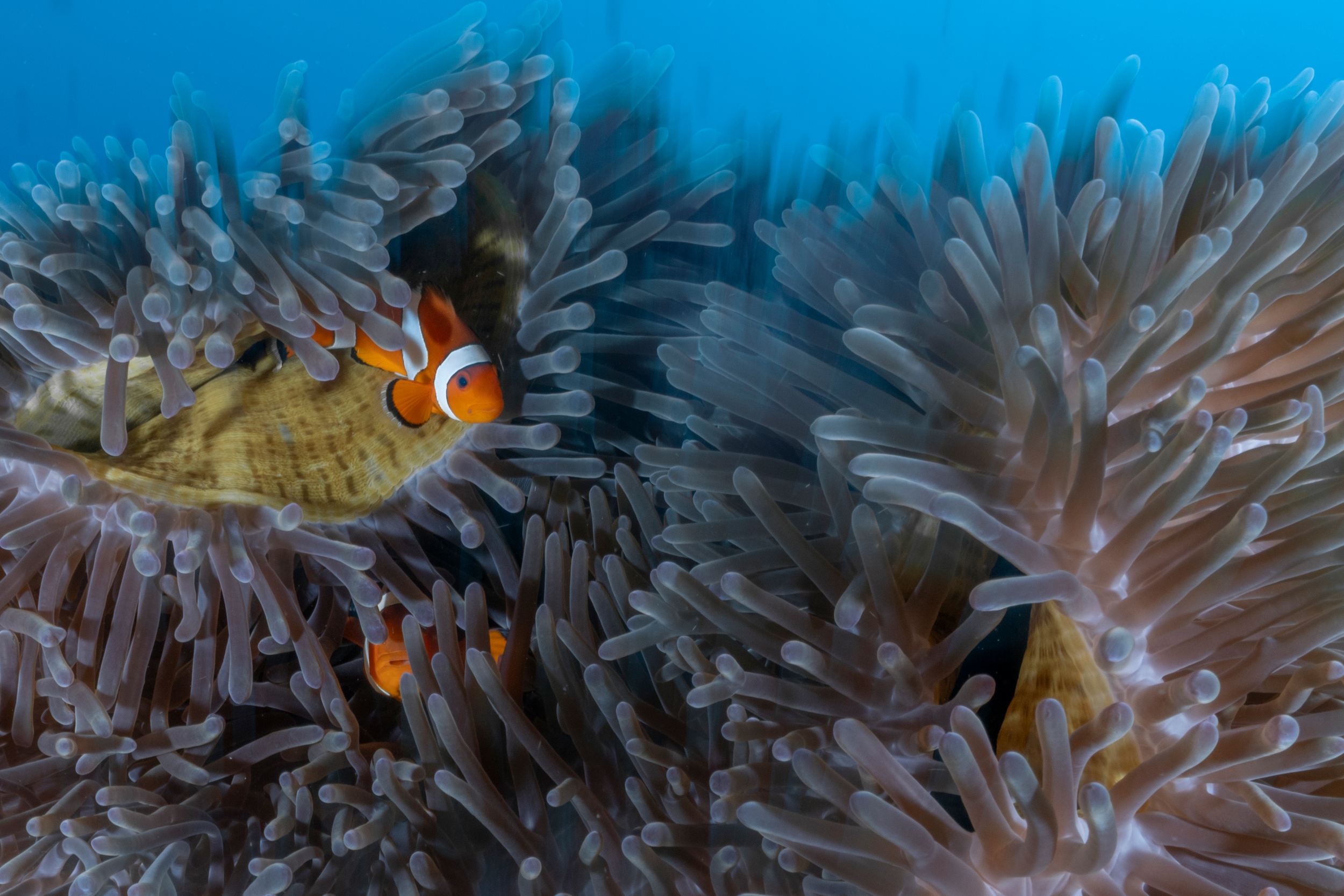 A clownfish peeks out between sea anemones in a marine protected area in Indonesia. Credit: Bing Lin/Inside Climate News