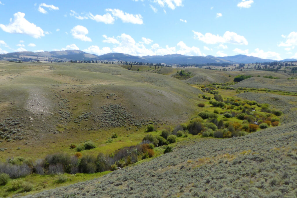 A repeat of the 1991 photo is taken in September 2023.  Extensive recovery of riparian willows and alders have occurred following the return of wolves—stabilizing streambanks, shading the stream with canopy cover, and providing improved habitats for terrestrial and aquatic biota. Credit: R. Beschta