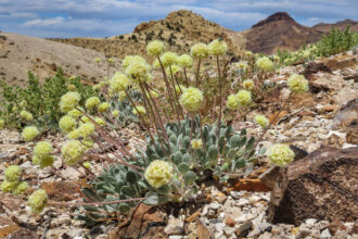 The Silver Peak Range of Nevada is home to Tiehm’s buckwheat, a wildflower protected under the Endangered Species Act. Credit: Patrick Donnelly/Center for Biological Diversity