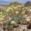 The Silver Peak Range of Nevada is home to Tiehm’s buckwheat, a wildflower protected under the Endangered Species Act. Credit: Patrick Donnelly/Center for Biological Diversity