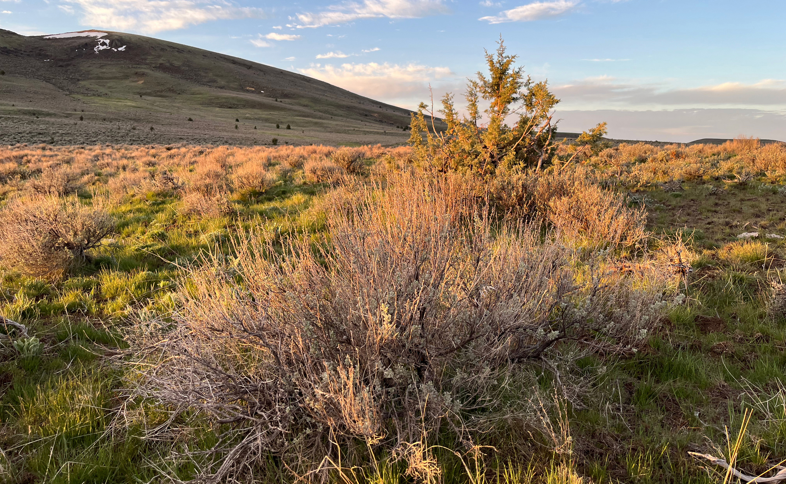 A healthy sagebrush is seen in Oregon’s Owyhee Canyonlands. Credit: Wyatt Myskow/Inside Climate News