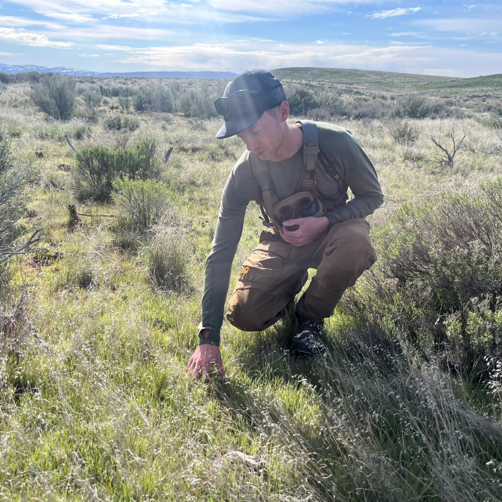 Skyler Vold, sage-grouse conservation coordinator with the Oregon Department of Fish and Wildlife, examines invasive grasses that have overtaken what was once filled with sagebrush at the site of a burn scar in Oregon on April 23. Credit: Wyatt Myskow/Inside Climate News