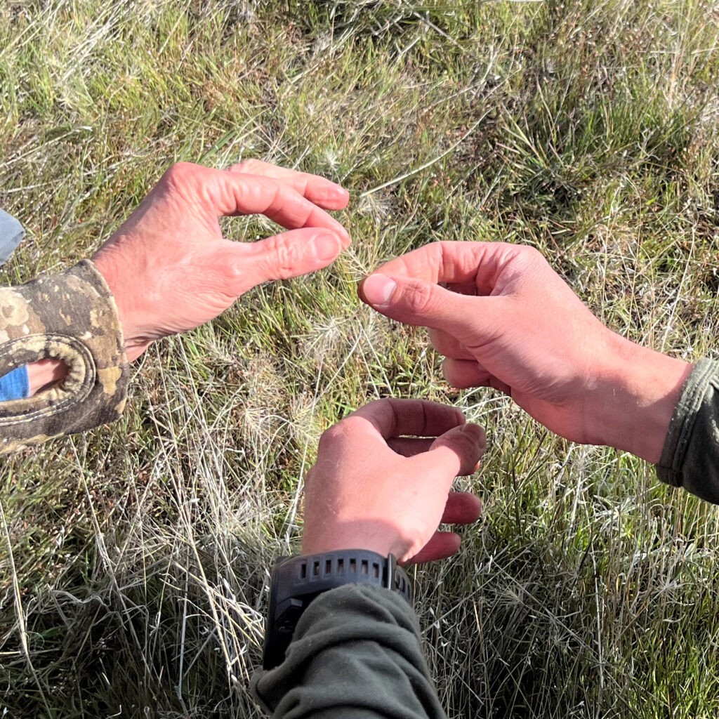 Skyler Vold examines an invasive grass in the Owyhee Canyonlands on April 23. Invasive grasses and wildfires, which fuel each other, are the primary drivers of sagebrush habitat loss in the state. Credit: Wyatt Myskow/Inside Climate News