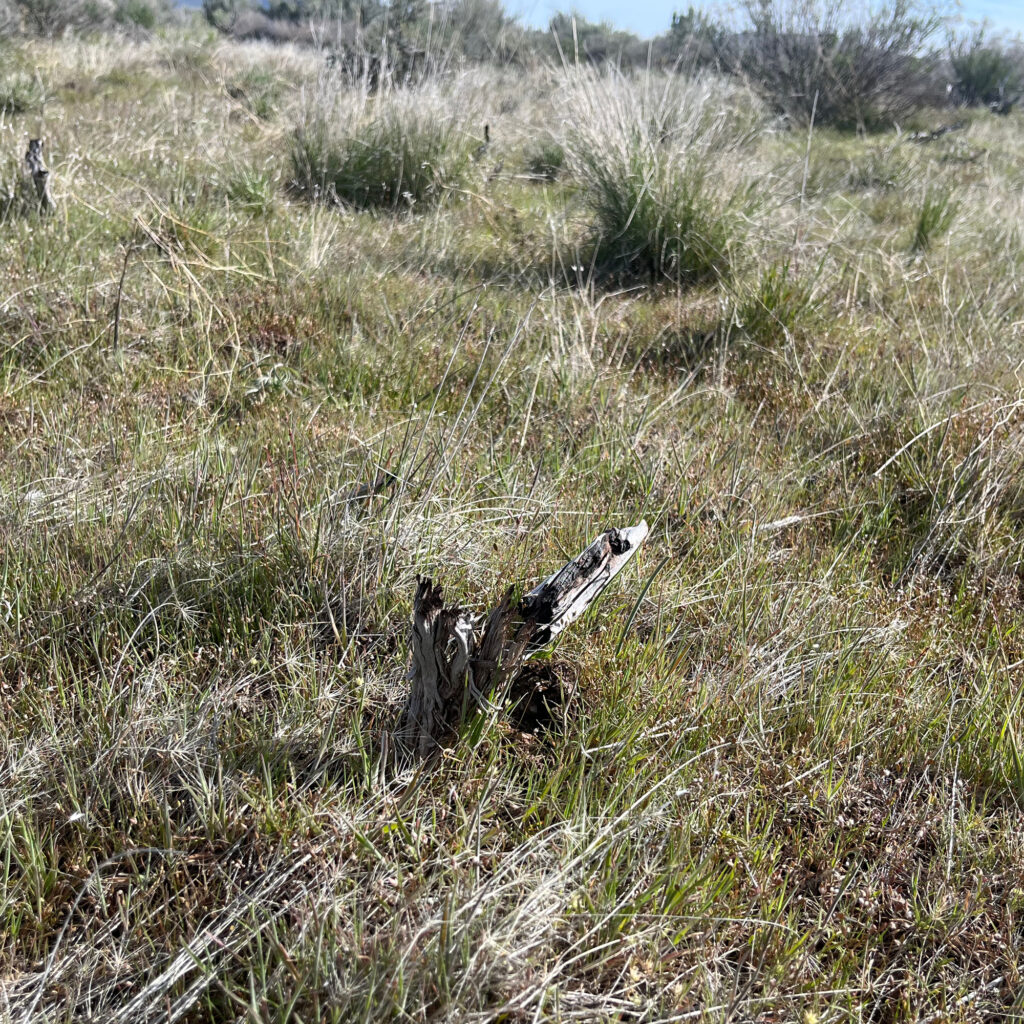 A burnt sagebrush’s base from the 2012 Danner Loop fire is seen surrounded by invasive grasses that fuel wildfires in the Owyhee Canyonlands. Credit: Wyatt Myskow/Inside Climate News