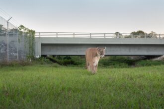 A Florida panther uses a wildlife crossing that gives animals a path under a highway in an area west of Lake Okeechobee. The crossing and others like it allows animals to avoid dangerous roadways and helps them travel to wilderness areas that would otherwise be fragmented into isolated pockets. Credit: Carlton Ward Jr/CarltonWard.com