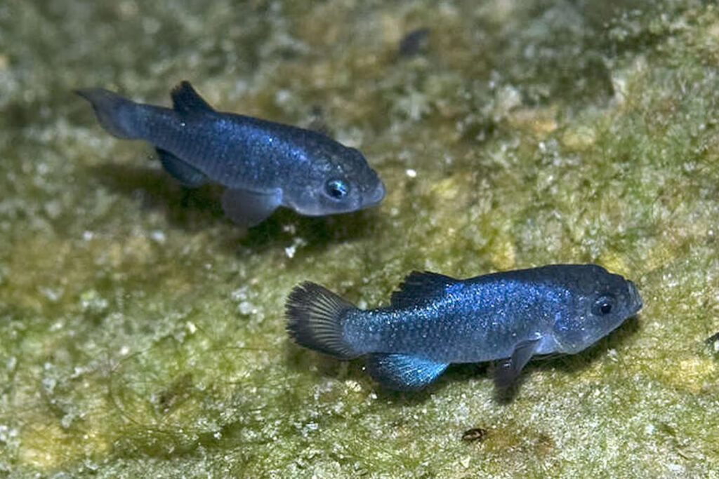 The water-filled cavern is home to the Devil’s Hole pupfish, the world's most endangered fish. Credit: USFWS