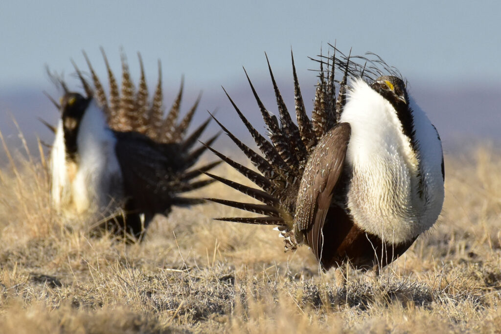 Two male greater sage-grouse rest between competitive dance-fight sessions at Seedskadee National Wildlife Refuge in Wyoming. Credit: Tom Koerner/USFWS