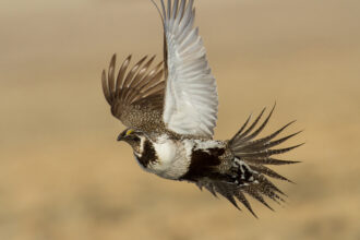 A greater sage-grouse is seen flying through the Warner Mountains of Oregon. Credit: John Carlson/USFWS