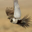 A greater sage-grouse is seen flying through the Warner Mountains of Oregon. Credit: John Carlson/USFWS